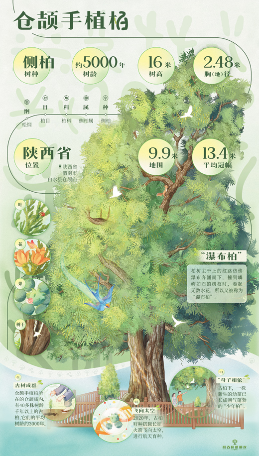 陕西渭南实施数字化监测，保护复壮仓颉手植柏  千年古柏，文化价值代代传（和古树做朋友）