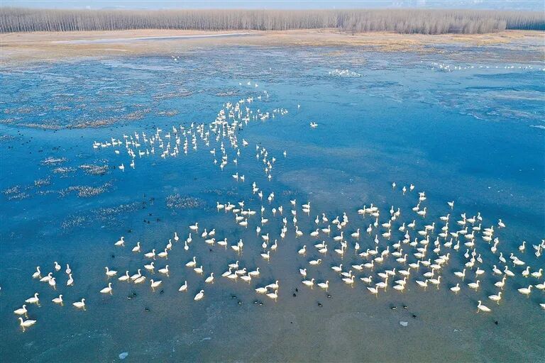 媒体聚焦｜我们为什么需要湿地？——河南践行“两山”理念守护湿地生态纪实（河南日报）