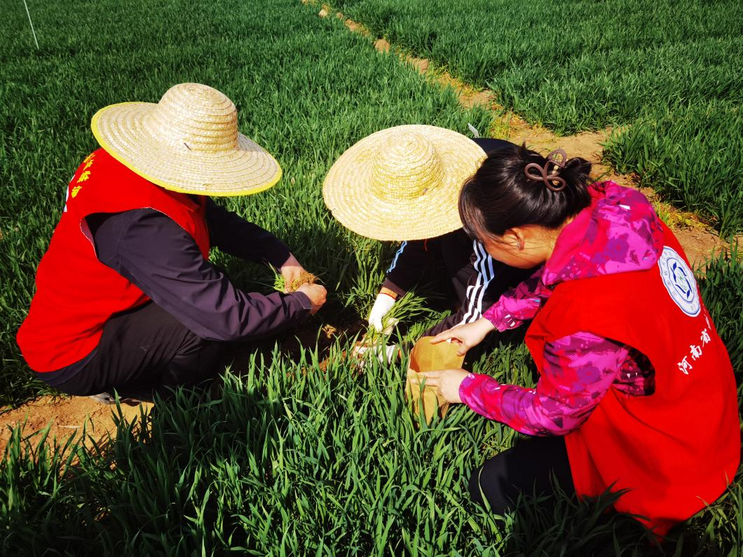 科技赋能保春耕 精准服务促丰收 --河南省科技特派员下沉孟州市一线助力小麦春管 科技赋能保春耕 精准服务促丰收 --河南省科技特派员下沉孟州市一线助力小麦春管