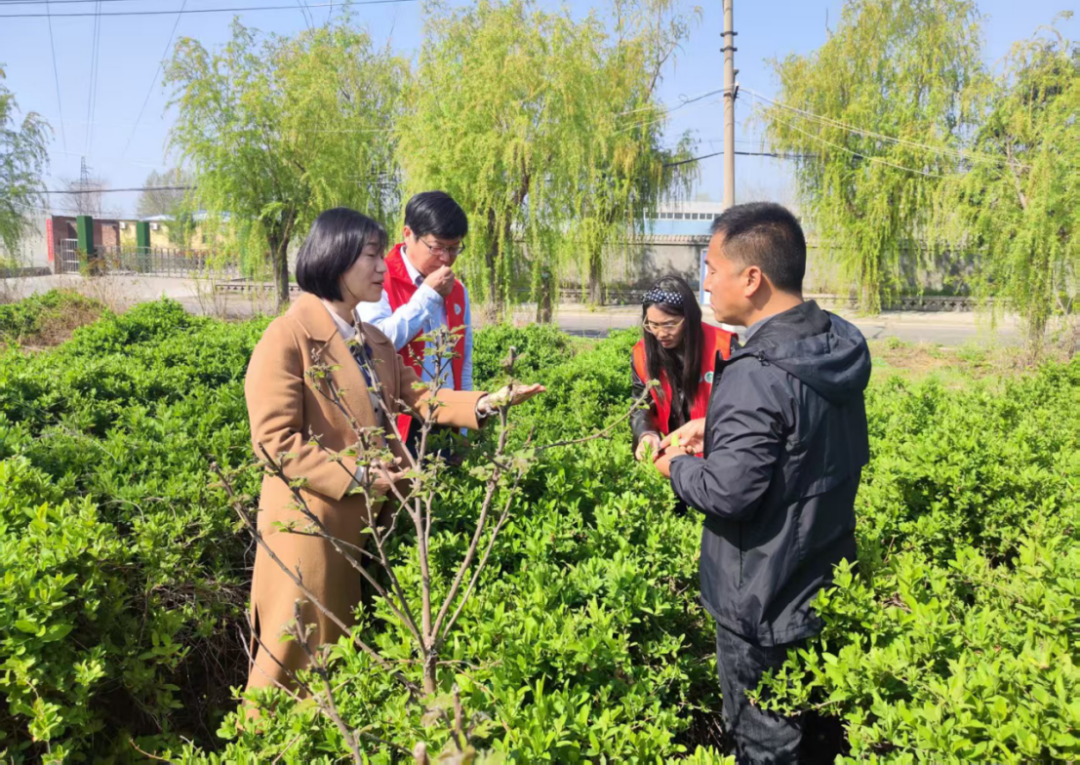 科技特派员深入焦作山阳区开展中药材生产技术服务
