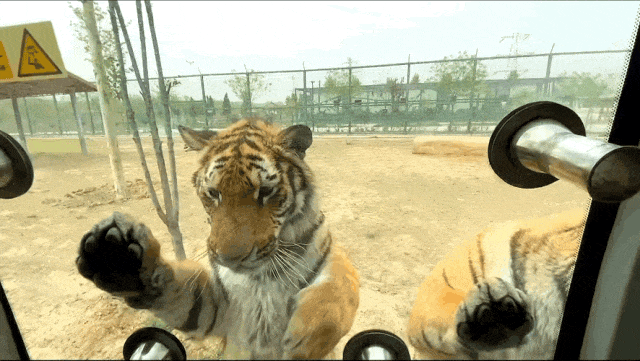 8月7日至9日！邀全城参加一只猩猩的生日趴！免费不送礼！