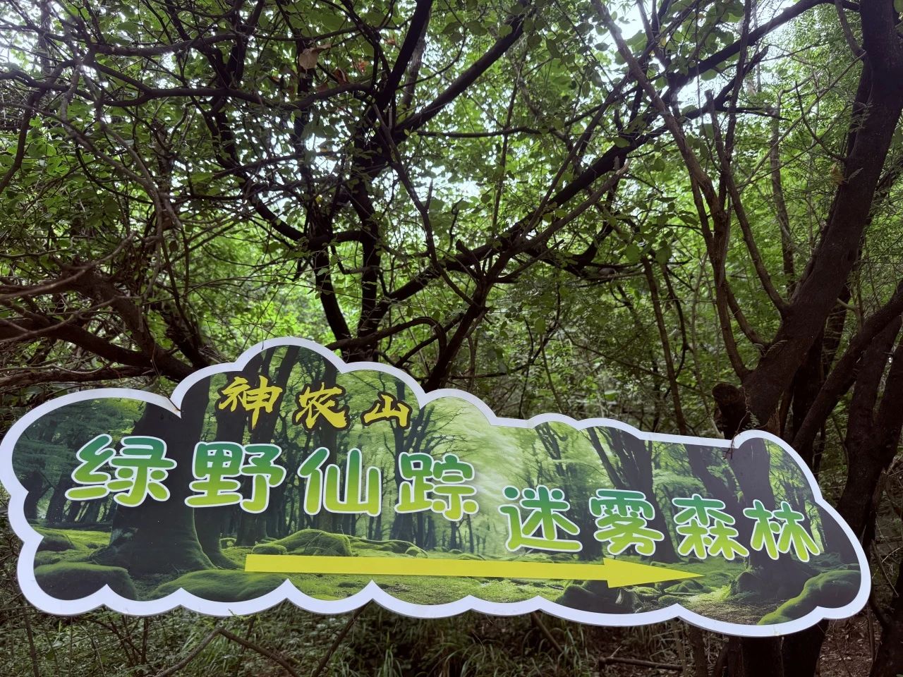 秋天的第一场云海,就来神农山!