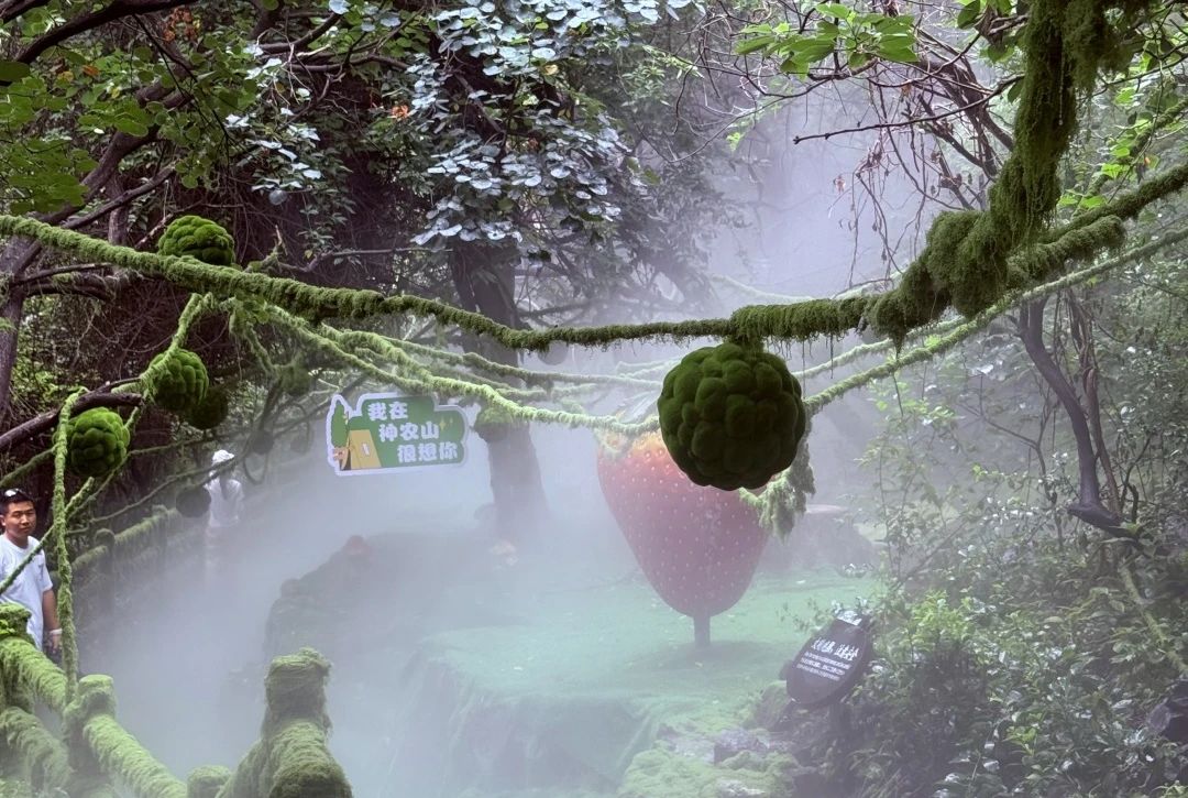 秋天的第一场云海,就来神农山!