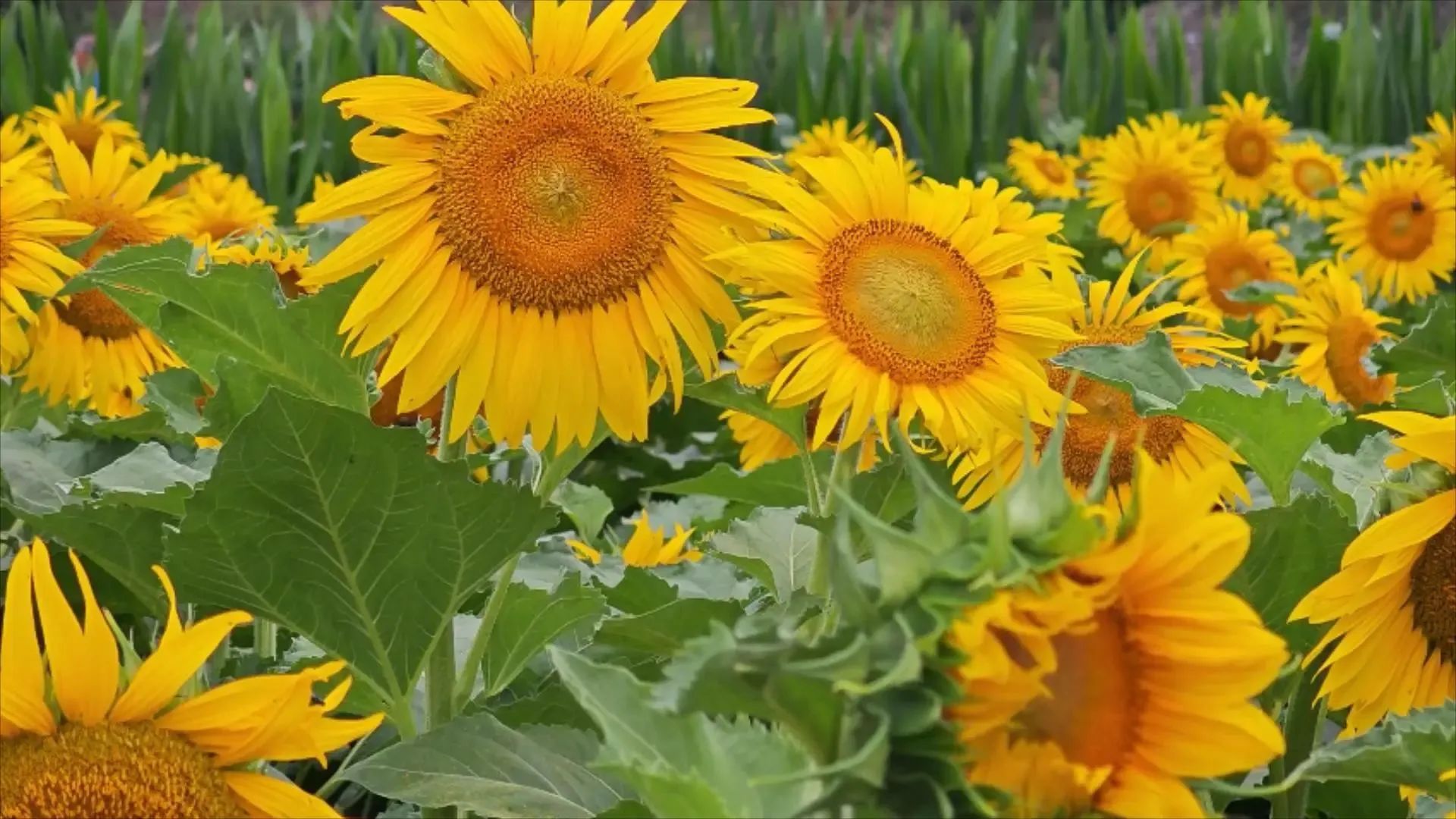 温暖治愈！在焦作遇见“浪浪山小妖怪”！