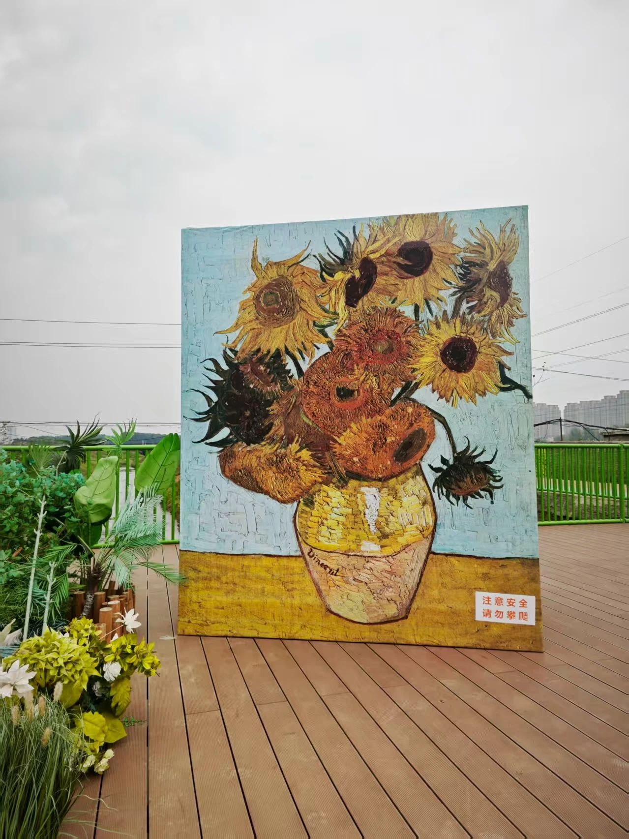 超出片！焦作这场向日葵之约，等你来！