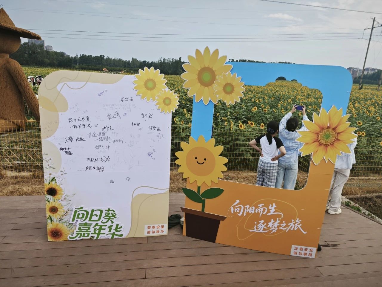 超出片！焦作这场向日葵之约，等你来！