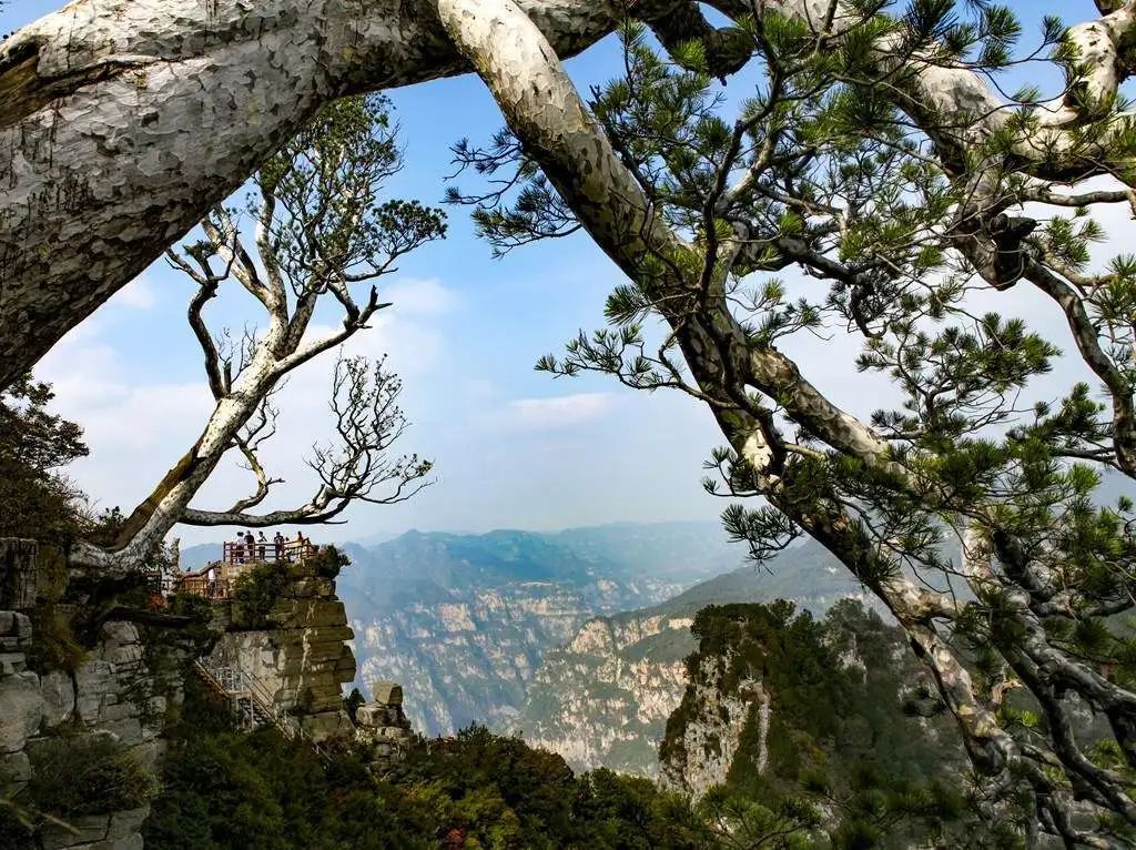 全国罕见奇观，竟在神农山！