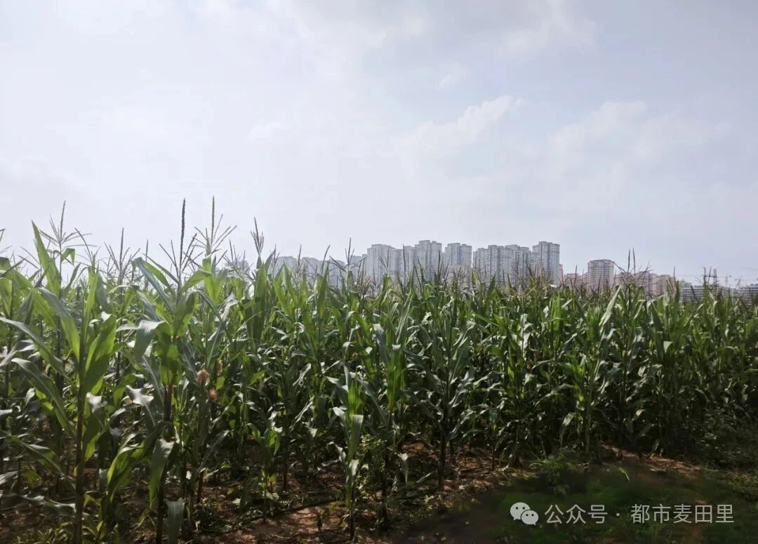 可观可吃！都市·麦田里入住“太空来客”！