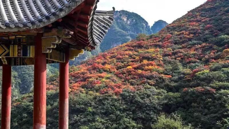 红叶、云海和非遗，周末到青天河赏大片！