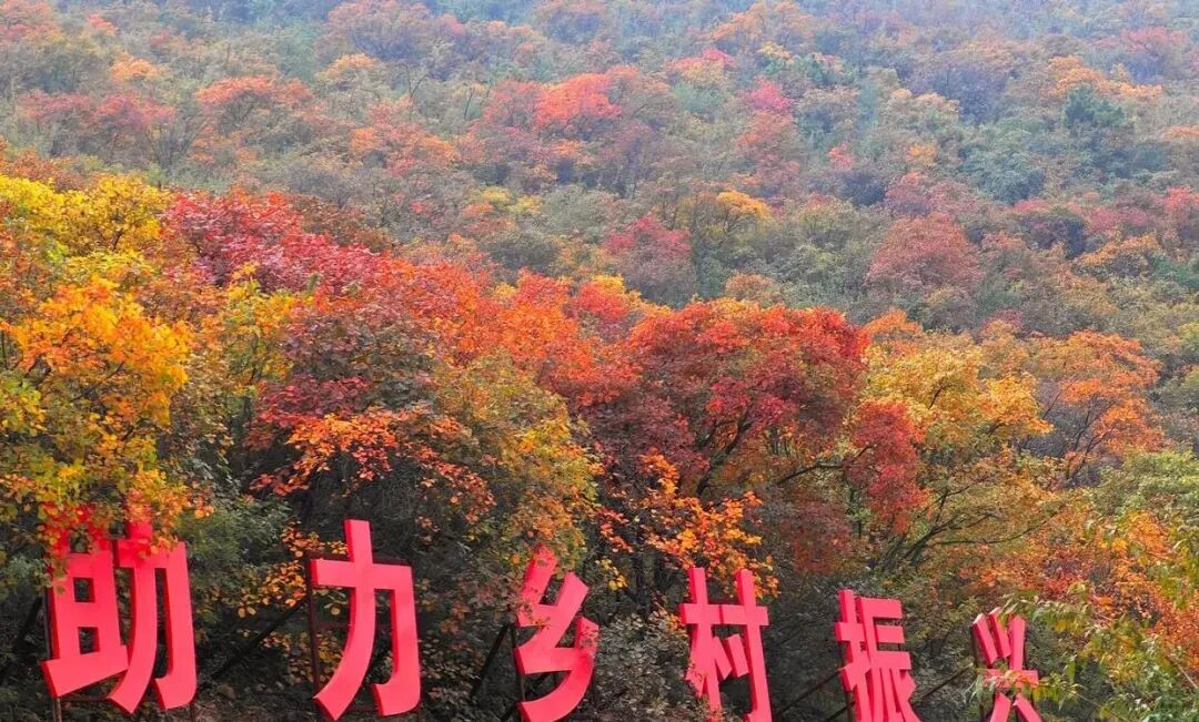 金秋赵庄很“出圈”! 金秋赵庄很“出圈”!
