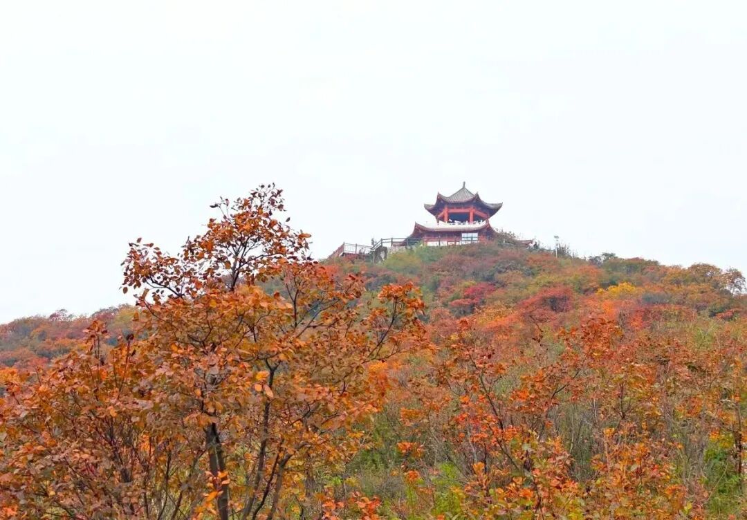金秋赵庄很“出圈”! 金秋赵庄很“出圈”!