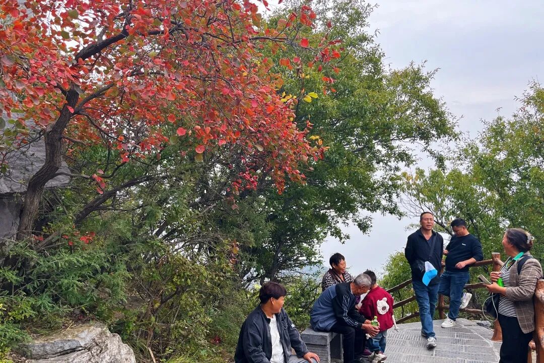 神农山重阳节优惠5天！60岁以上免门票、免往返索道，陪同人员免门票！