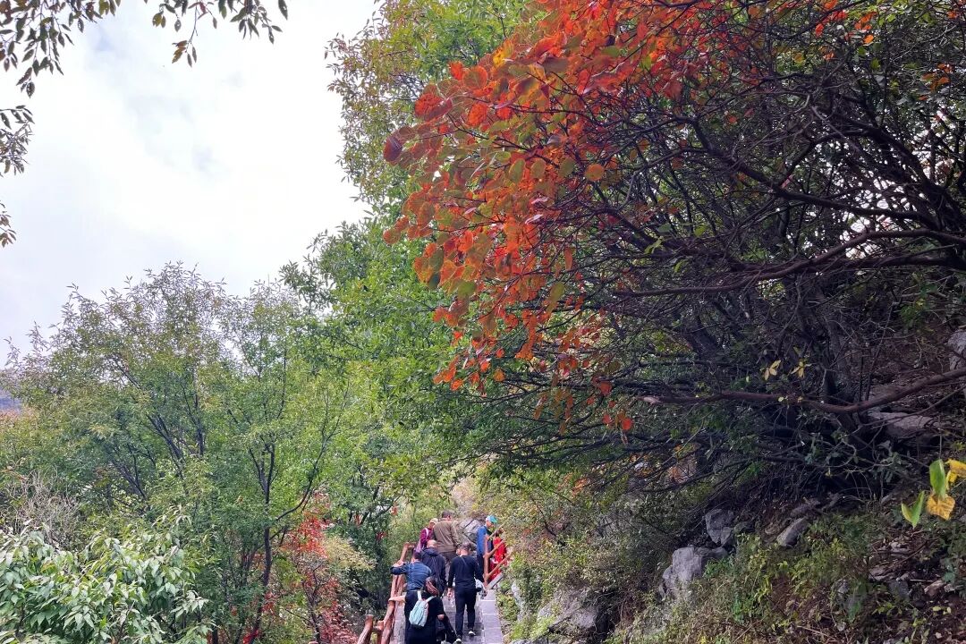 神农山重阳节优惠5天！60岁以上免门票、免往返索道，陪同人员免门票！