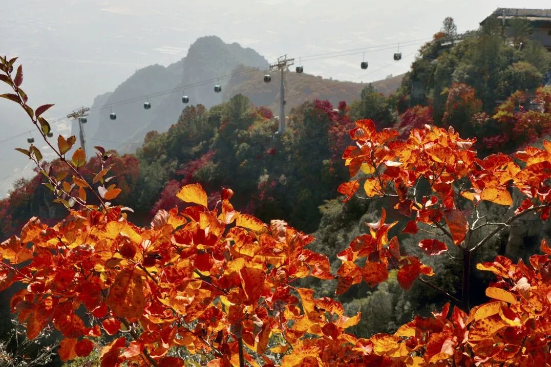 神农山重阳节优惠5天！60岁以上免门票、免往返索道，陪同人员免门票！