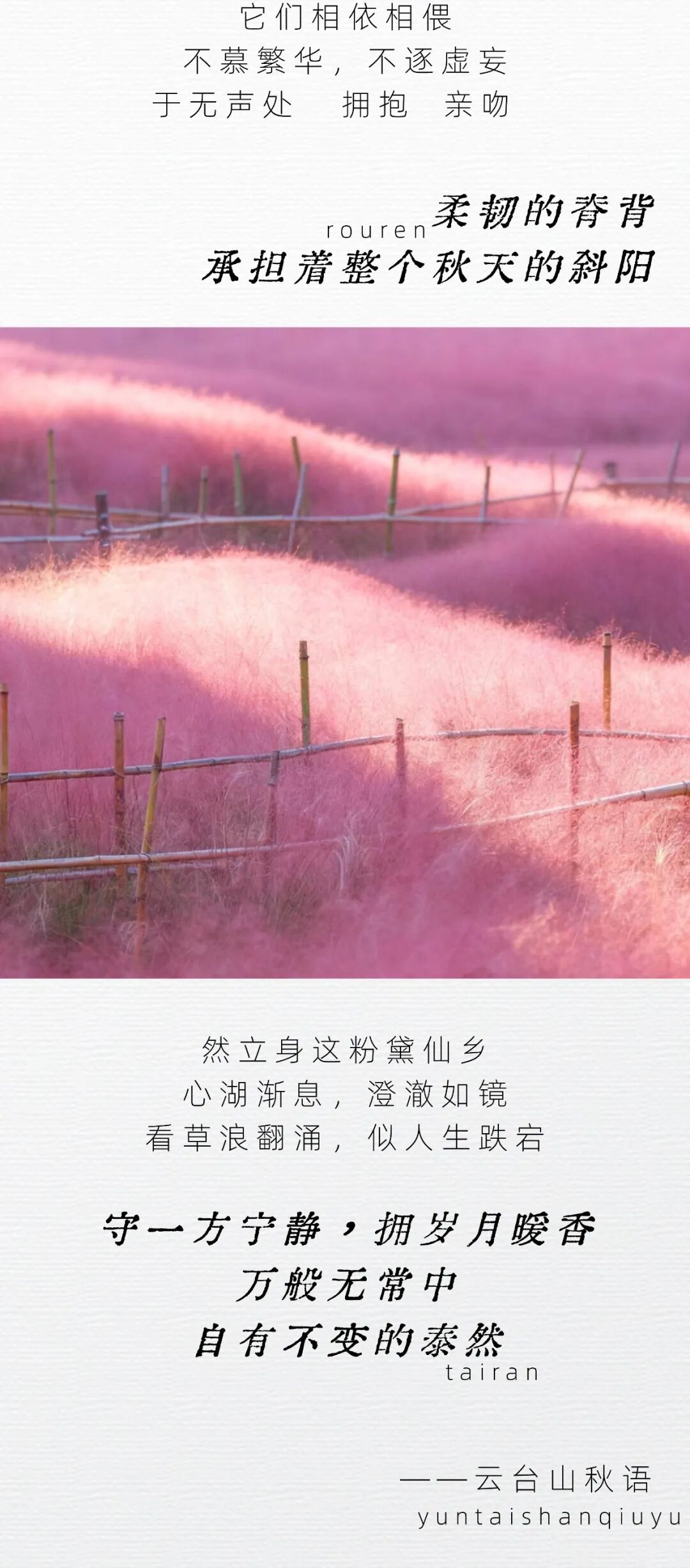 云台山变成粉色的了！超温柔！