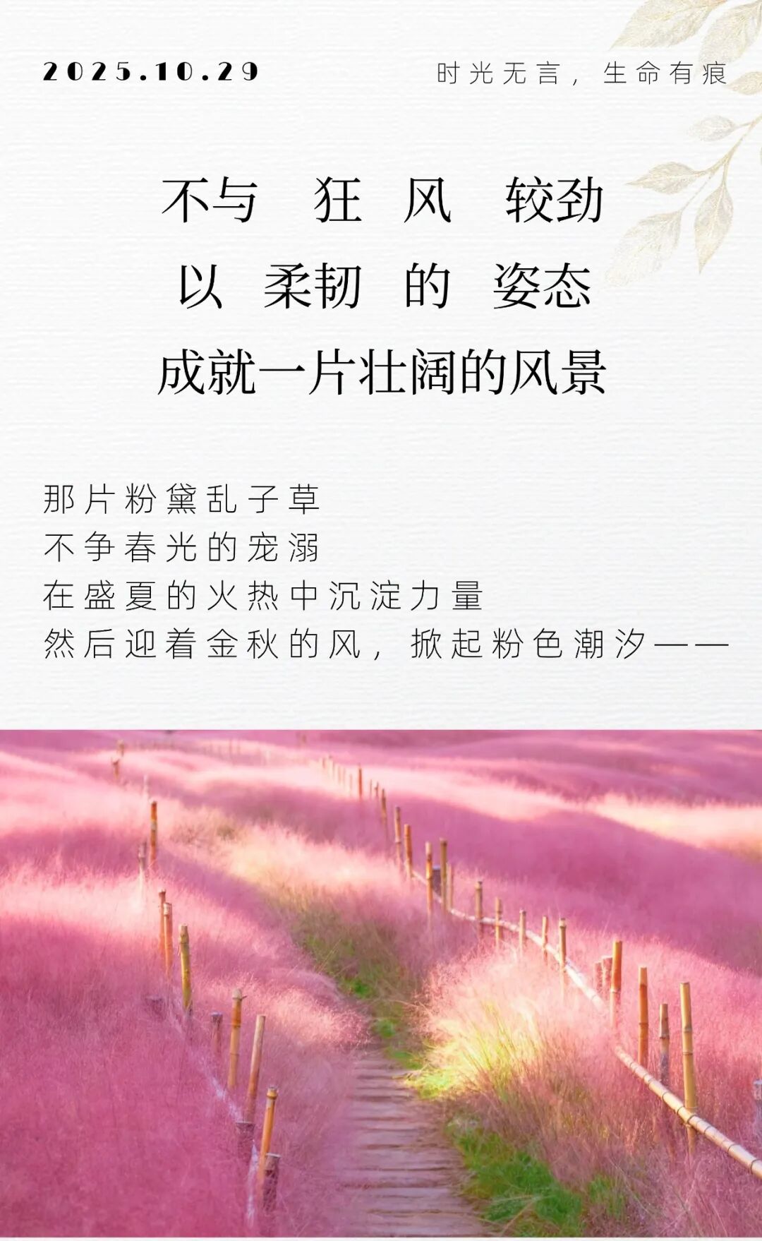 云台山变成粉色的了！超温柔！