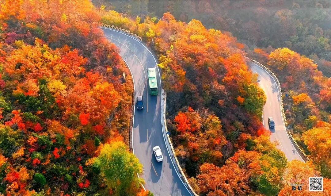 焦作：“红叶+”超融合，打造金秋文旅盛宴！