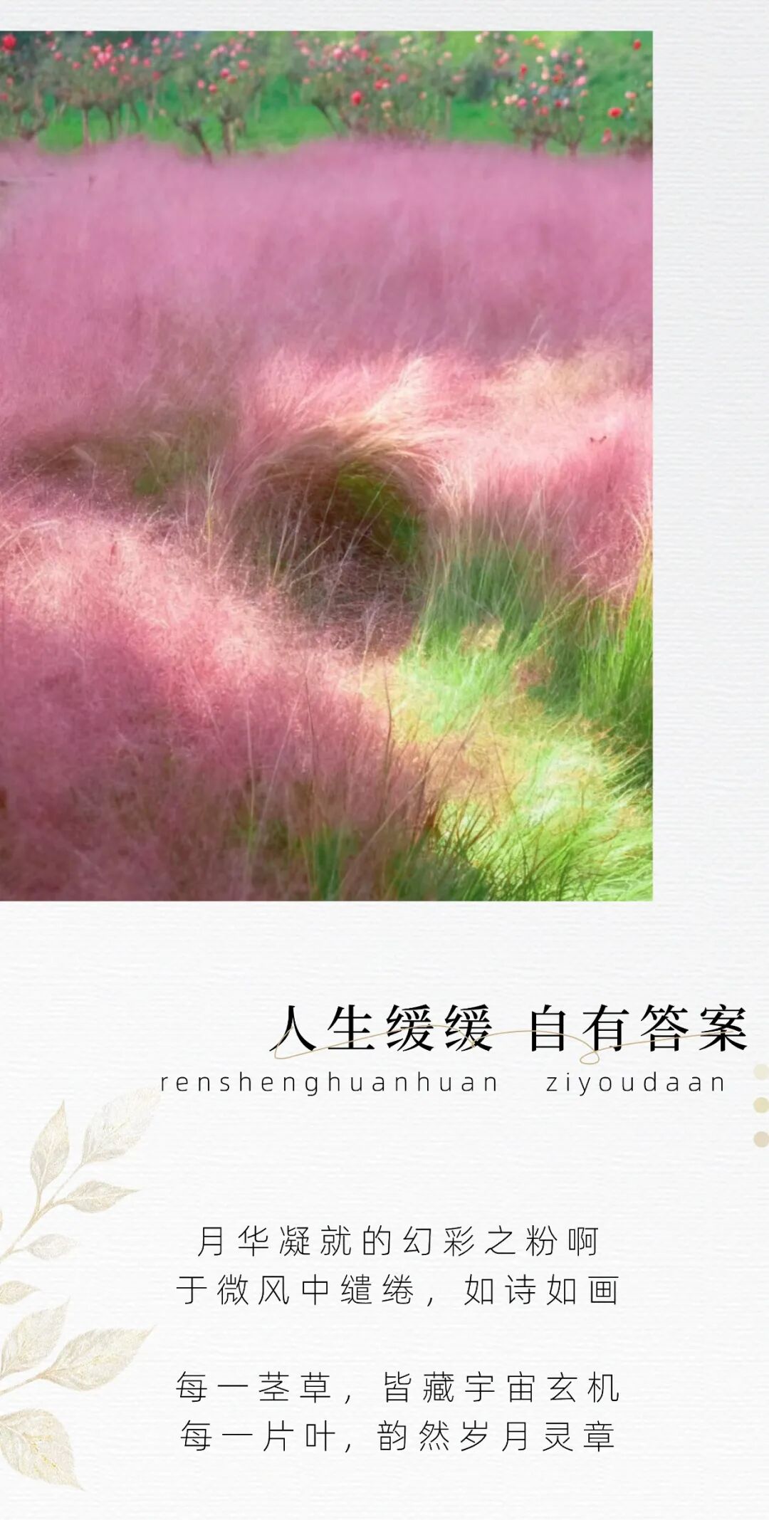 云台山变成粉色的了！超温柔！