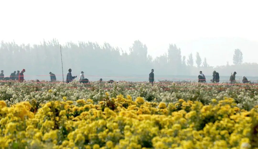 漫步温县河畔田野,秋意正浓!