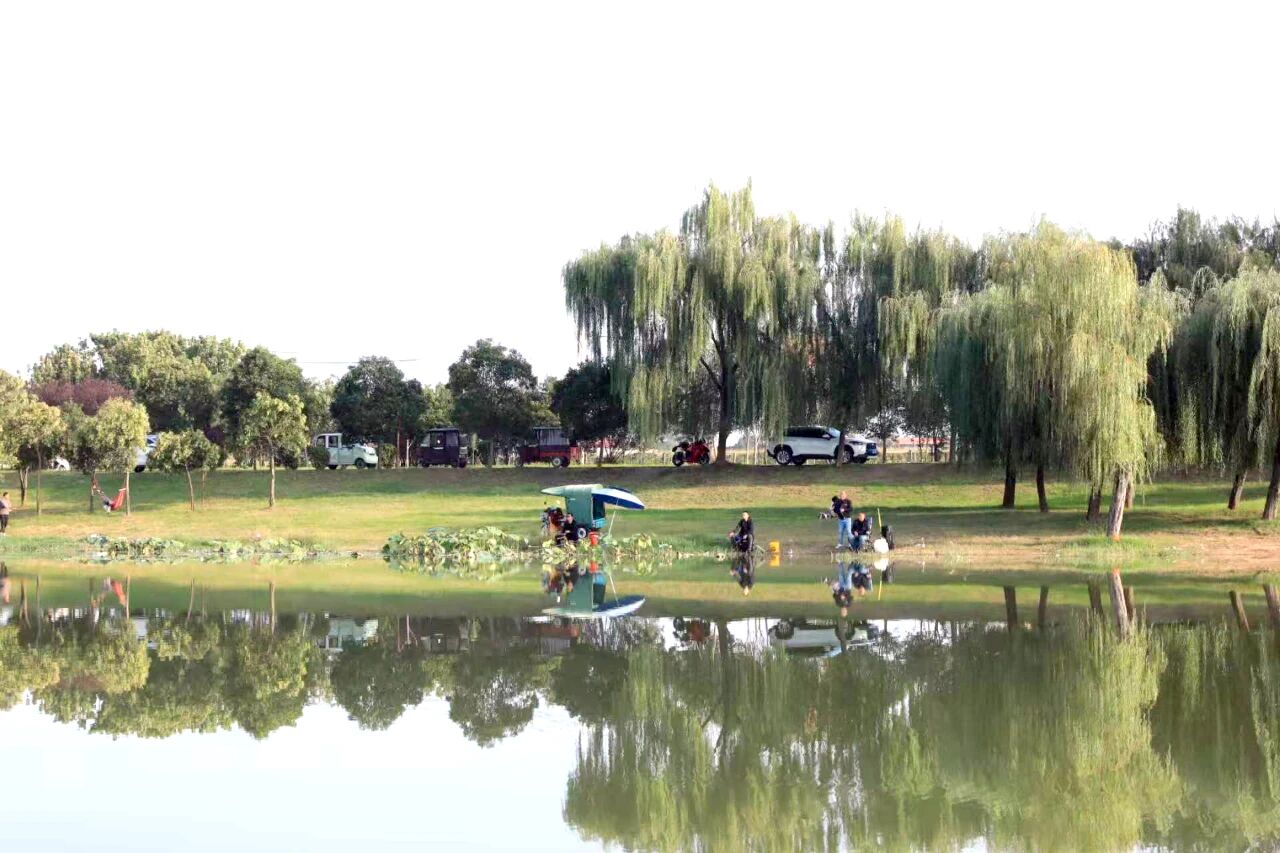 漫步温县河畔田野,秋意正浓!