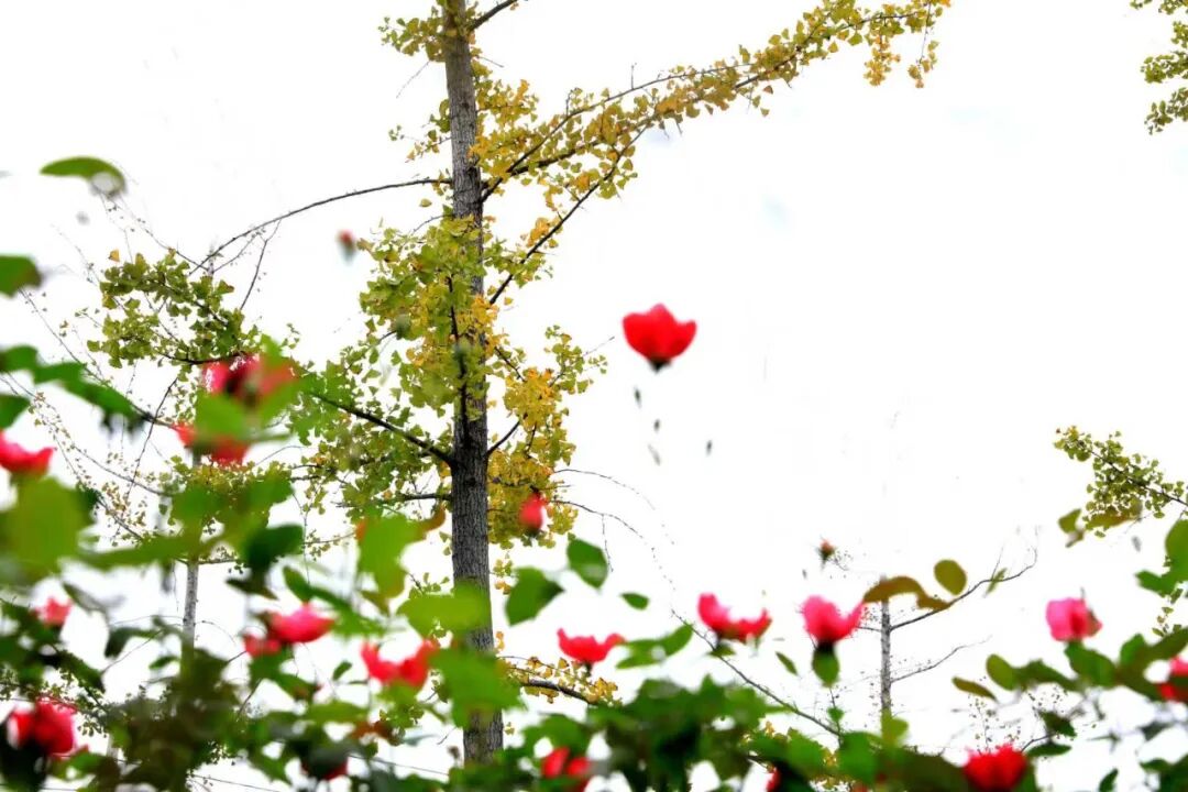 漫步温县河畔田野,秋意正浓!