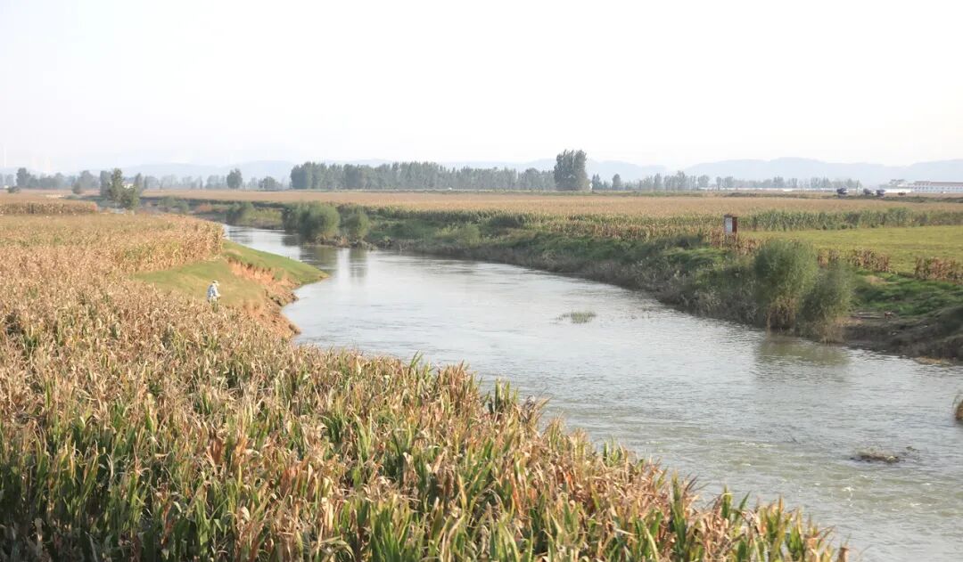 漫步温县河畔田野,秋意正浓!