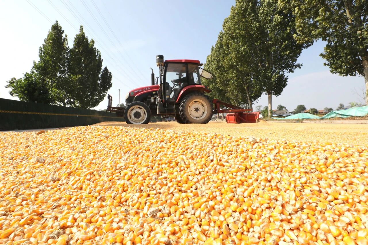 漫步温县河畔田野,秋意正浓!