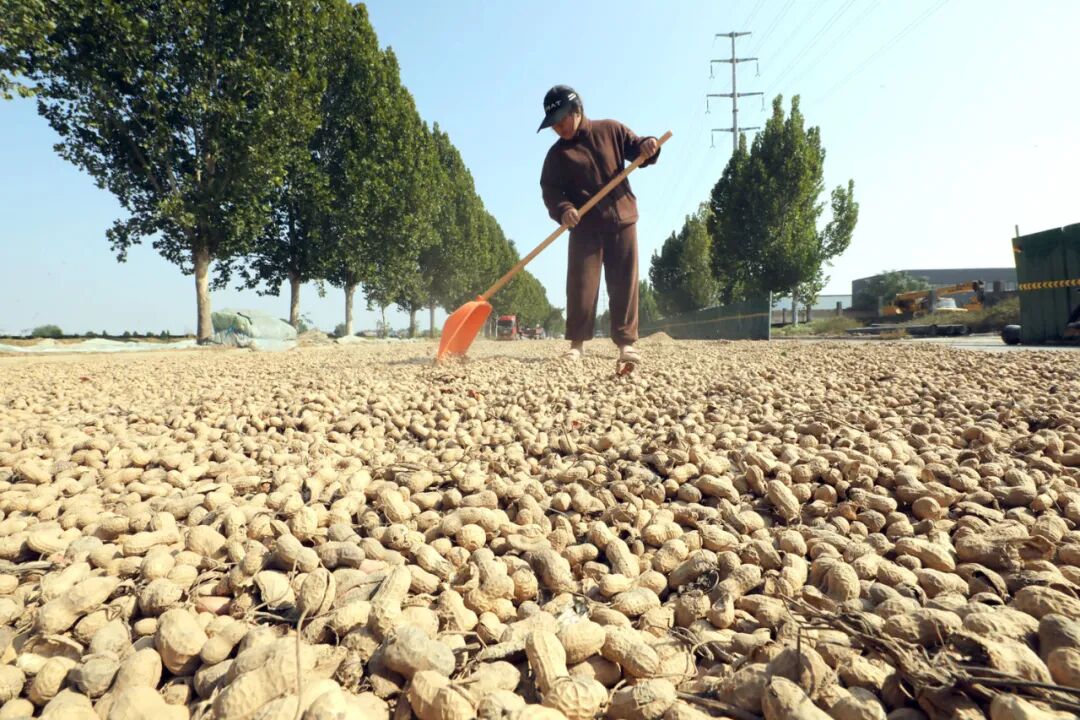 漫步温县河畔田野,秋意正浓!