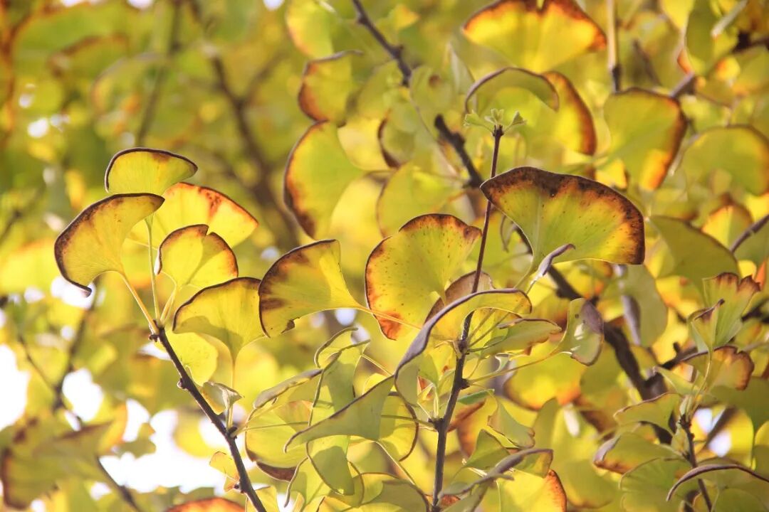 漫步温县河畔田野,秋意正浓!
