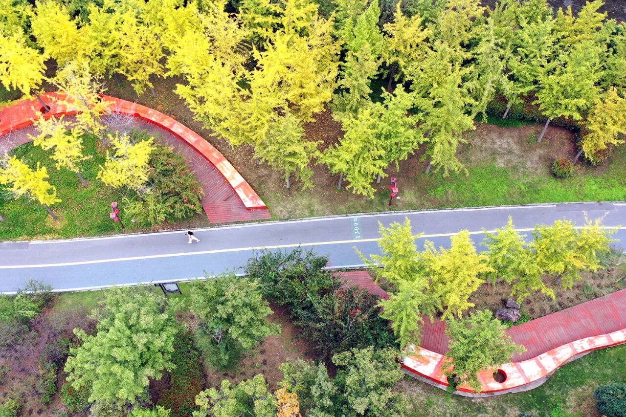 漫步温县河畔田野,秋意正浓!