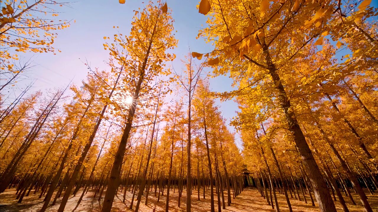 这里有张“挖金地图”,请查收! 这里有张“挖金地图”,请查收!