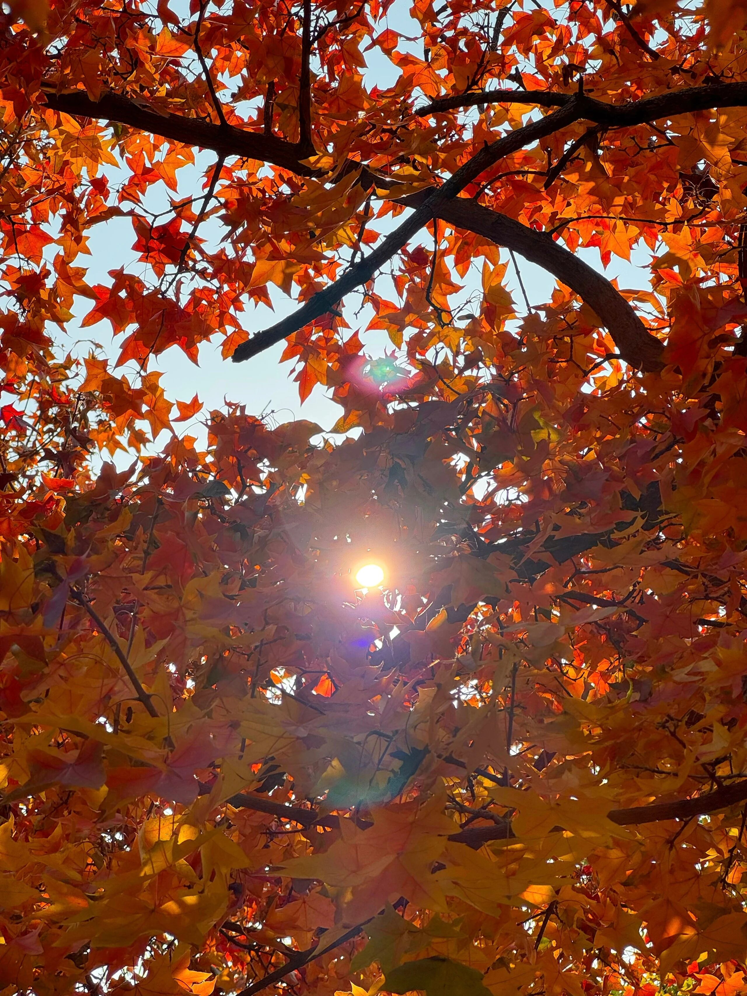 太震撼!这里的“日照金山”巨引流!