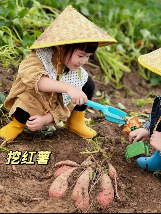 一场挖红薯活动正在招募中!