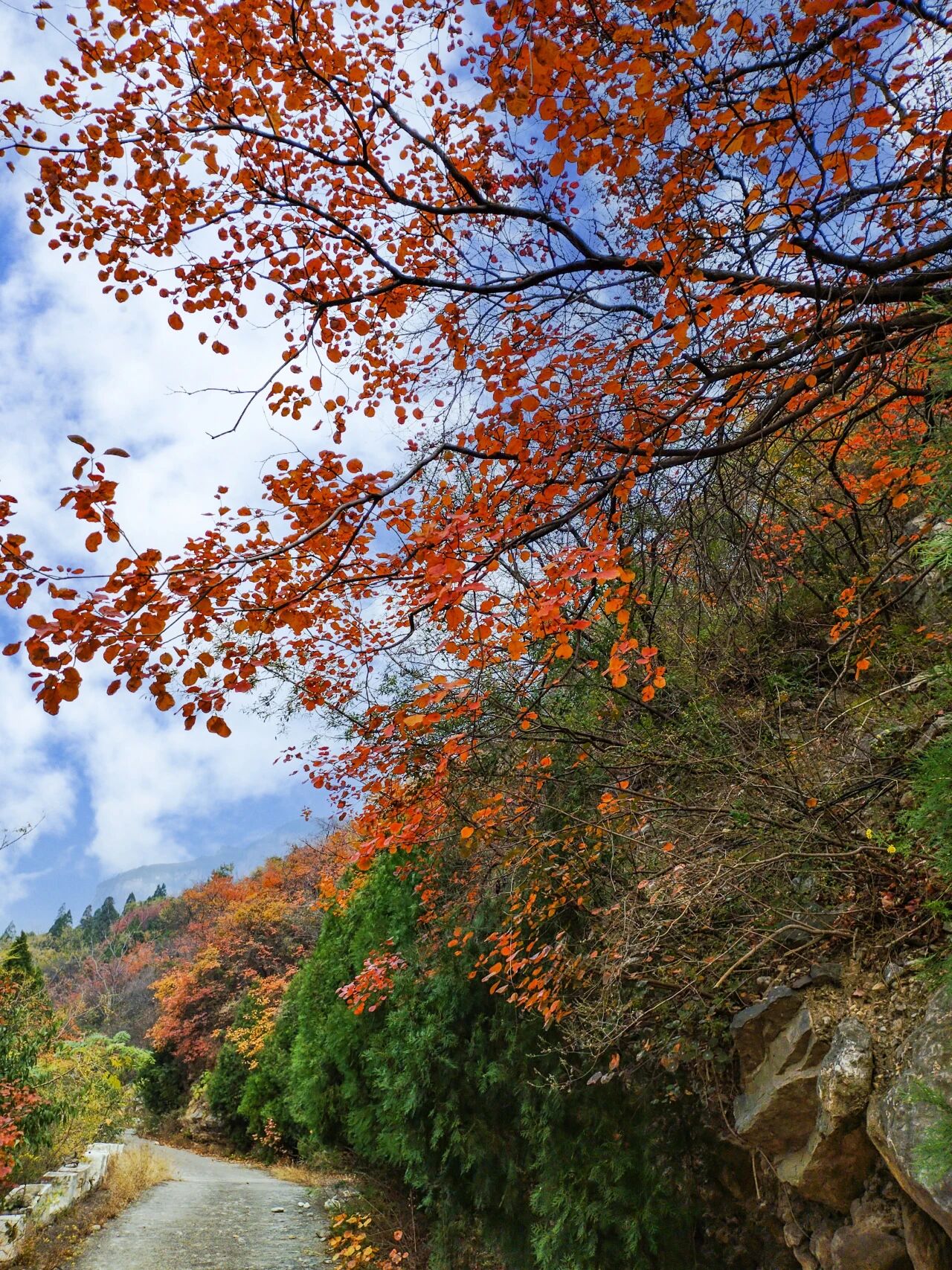 神农山“五彩斑斓”最佳期限！