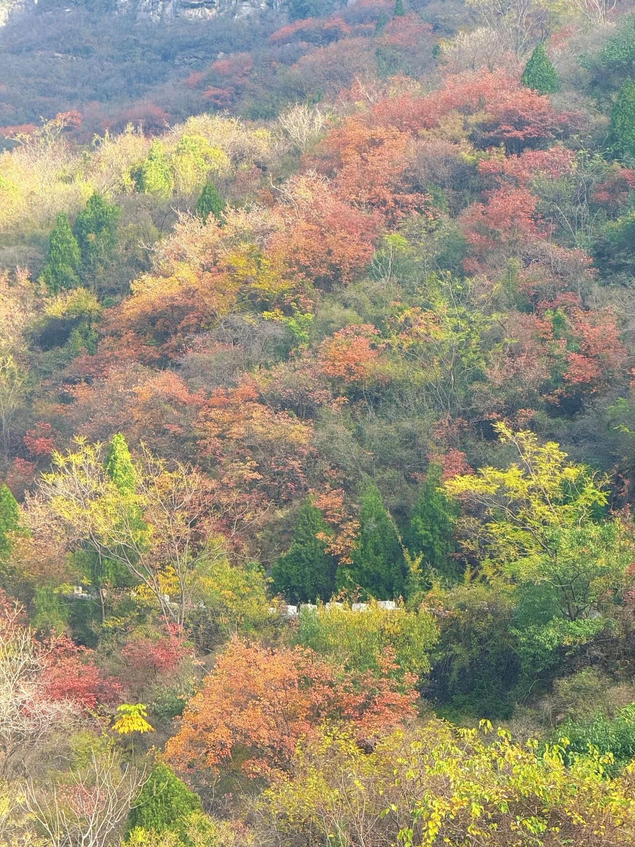 神农山“五彩斑斓”最佳期限！