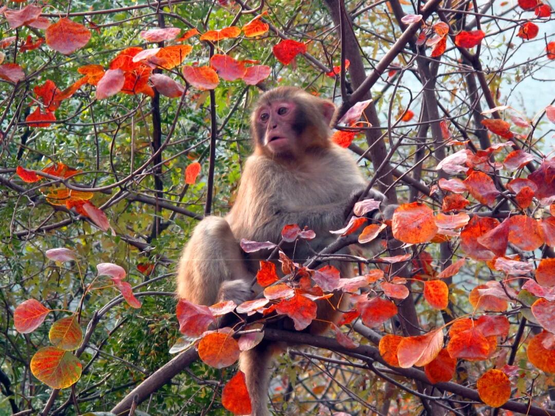 神农山“10元管饱”冲上热搜! 神农山“10元管饱”冲上热搜!