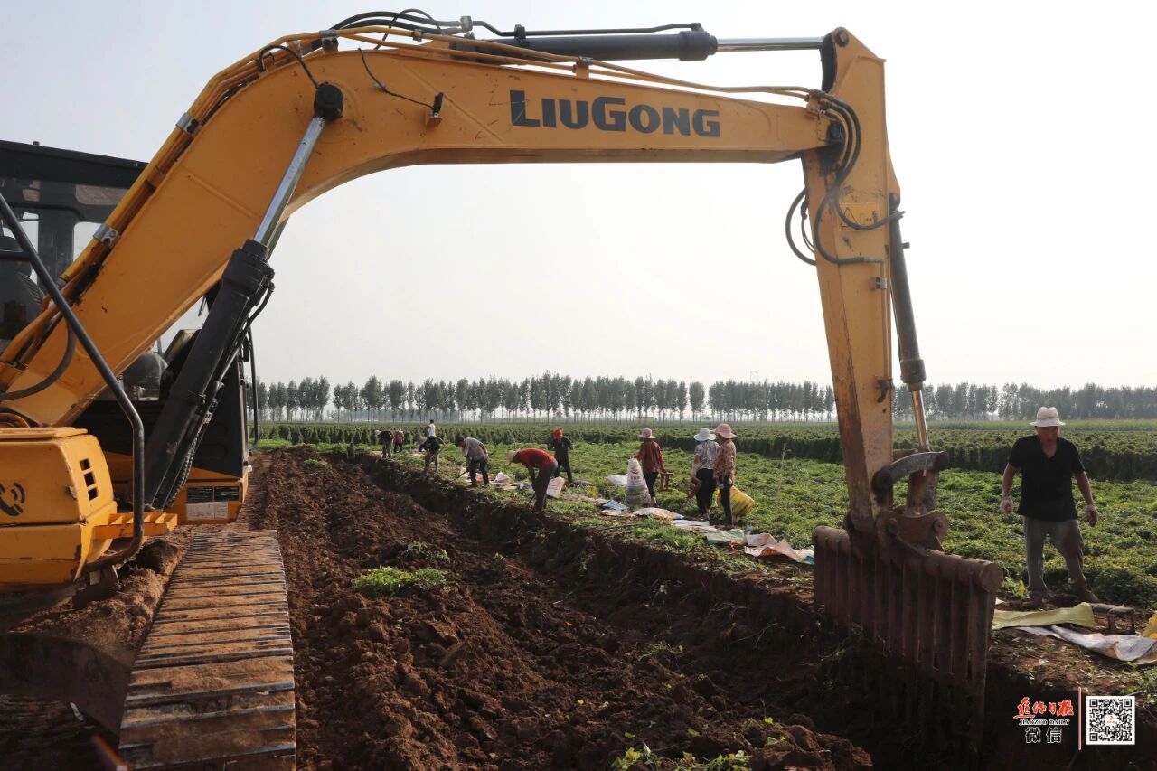 焦作一根山药撬动30亿元产业！