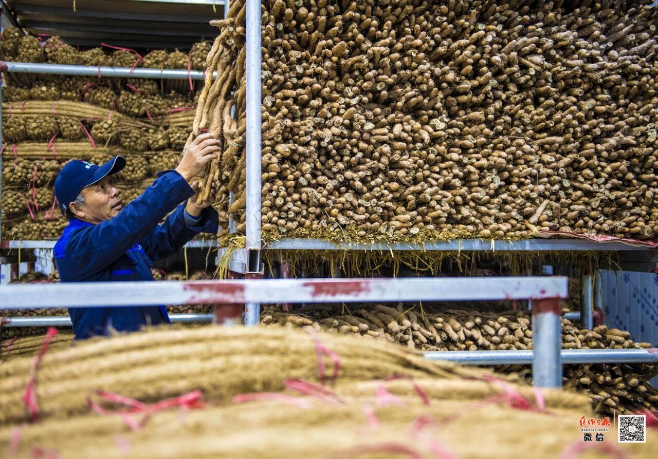 焦作一根山药撬动30亿元产业！