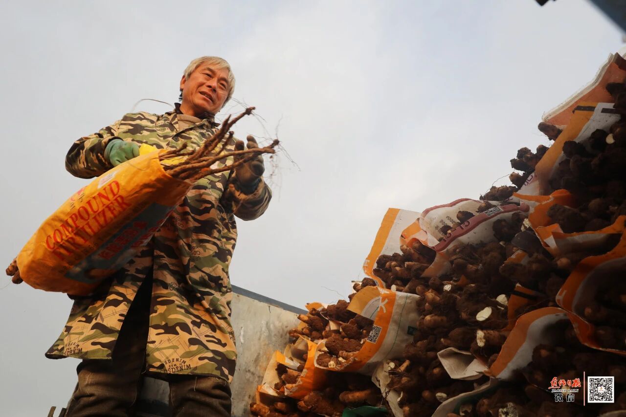 焦作一根山药撬动30亿元产业！