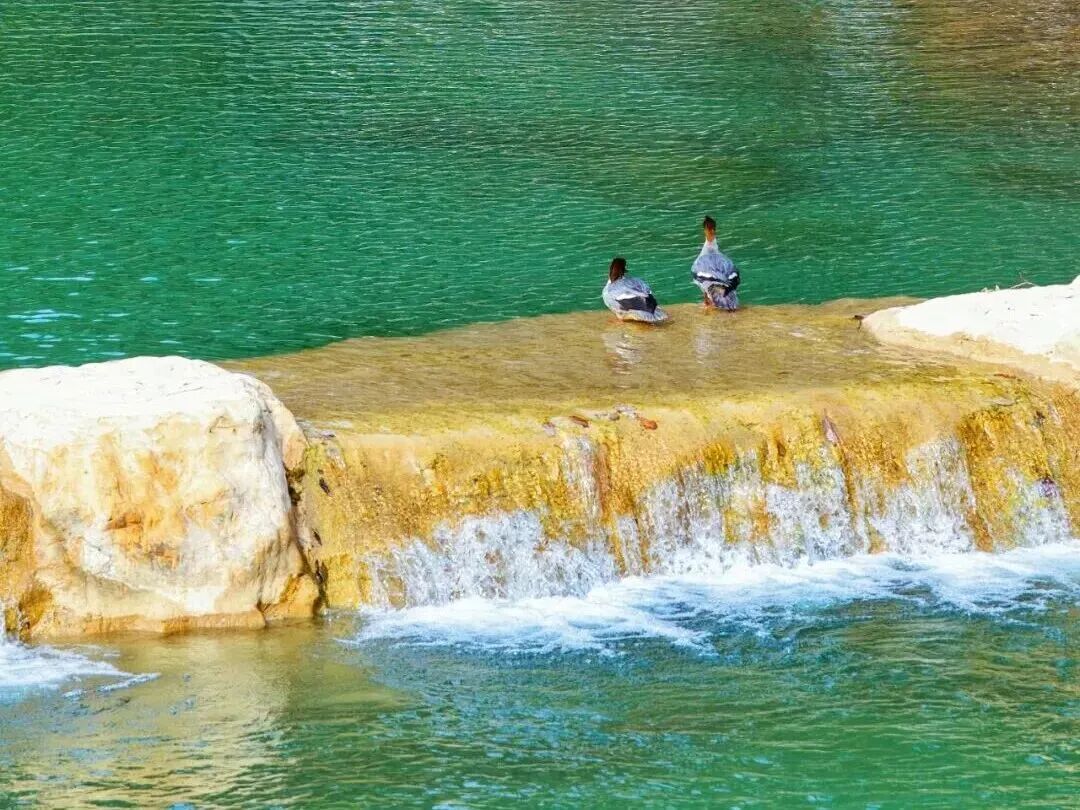 这里有6亿多年前的桃花水母！