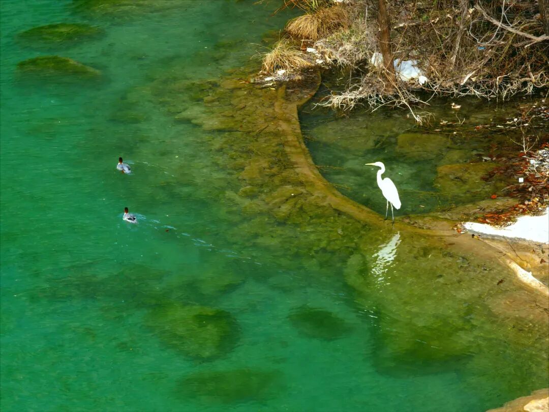这里有6亿多年前的桃花水母！