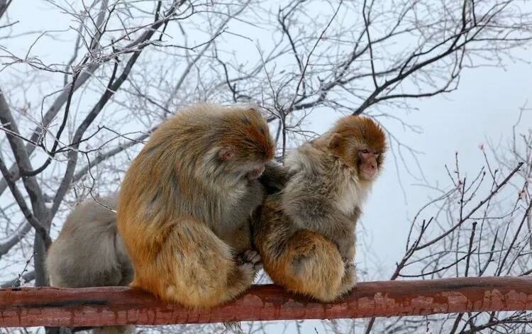 焦作家门口的“九州奇观”！29.9元打卡太行冬景！