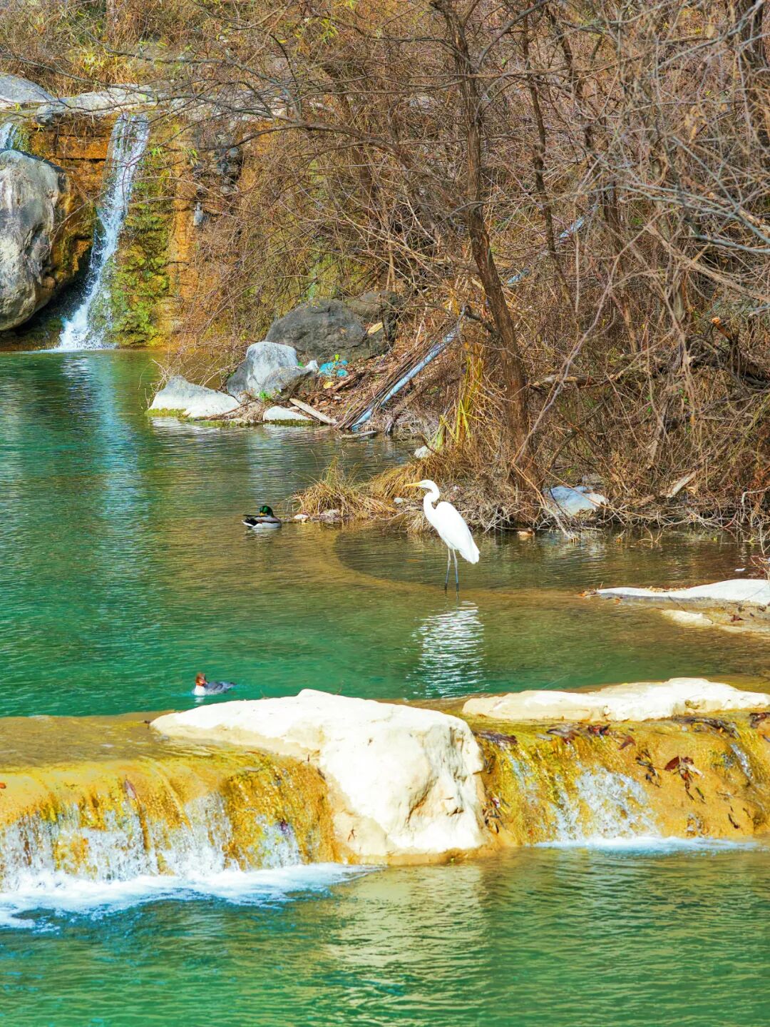 这里有6亿多年前的桃花水母！