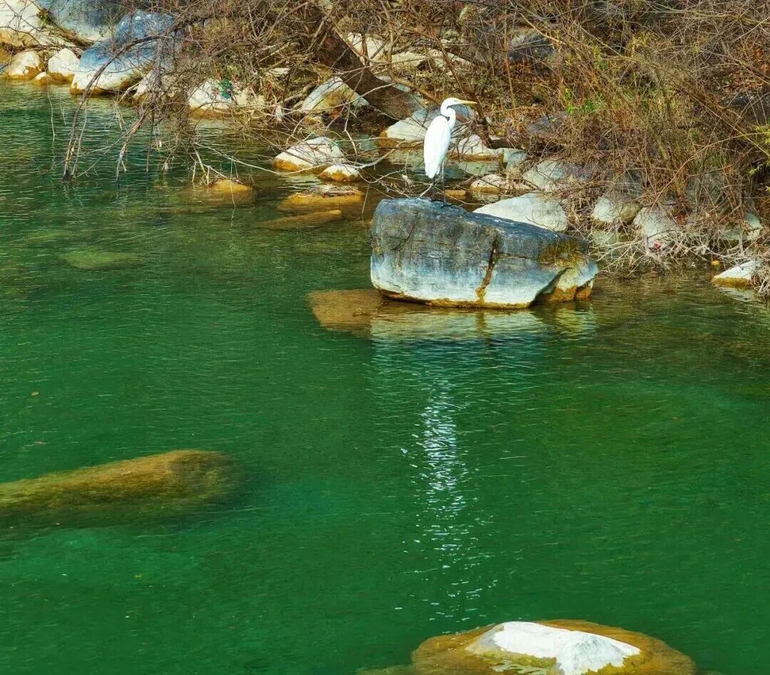 这里有6亿多年前的桃花水母！