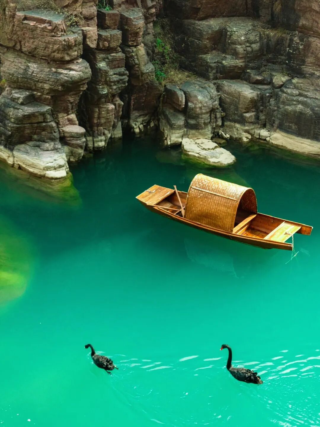 这里有6亿多年前的桃花水母！