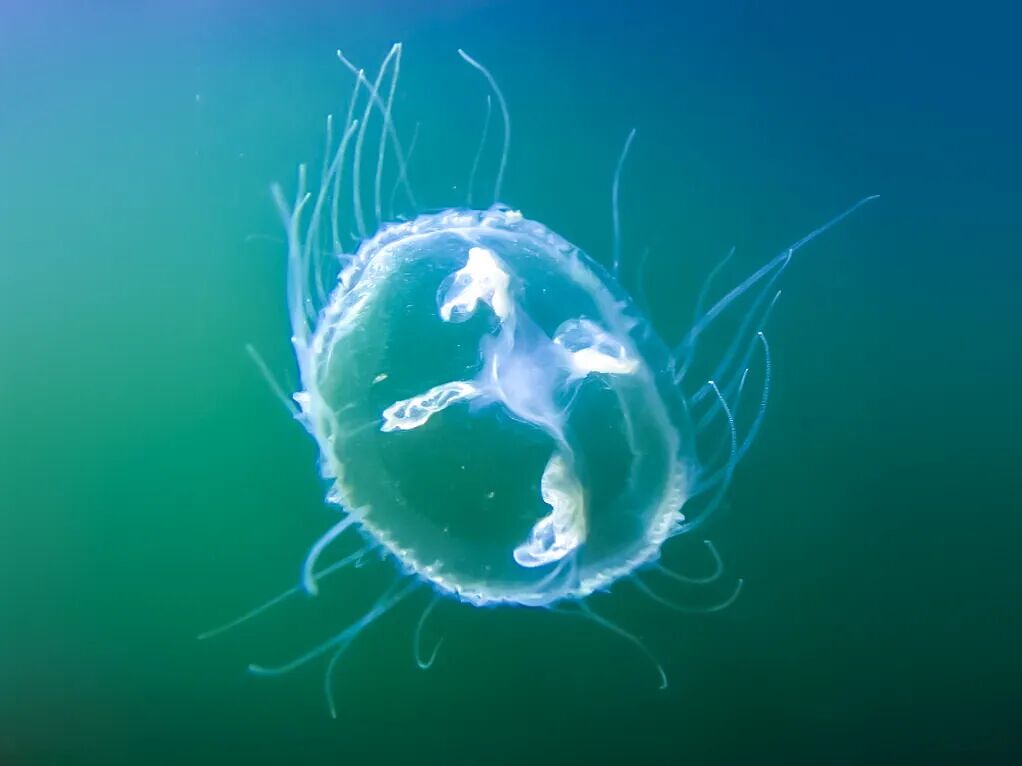 这里有6亿多年前的桃花水母！