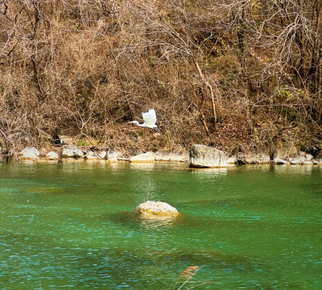 这里有6亿多年前的桃花水母！