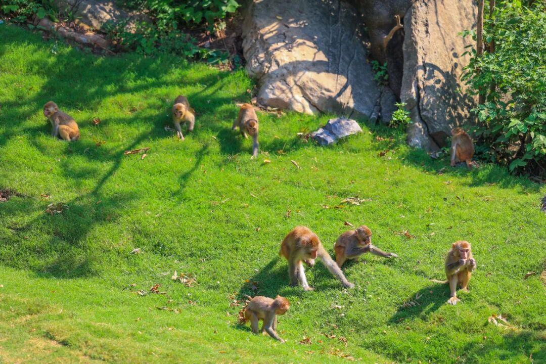 这里有6亿多年前的桃花水母！