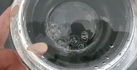 这里有6亿多年前的桃花水母！