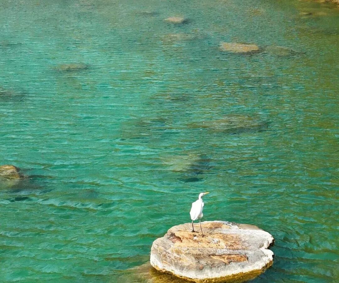 这里有6亿多年前的桃花水母！